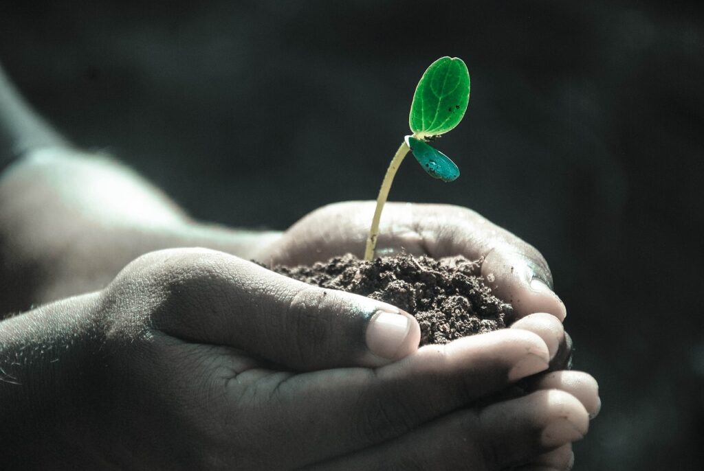 hands, macro, plant, soil, grow, life, gray life, gray plant, nature, gray plants, plant, plant, soil, soil, grow, life, life, life, life, life