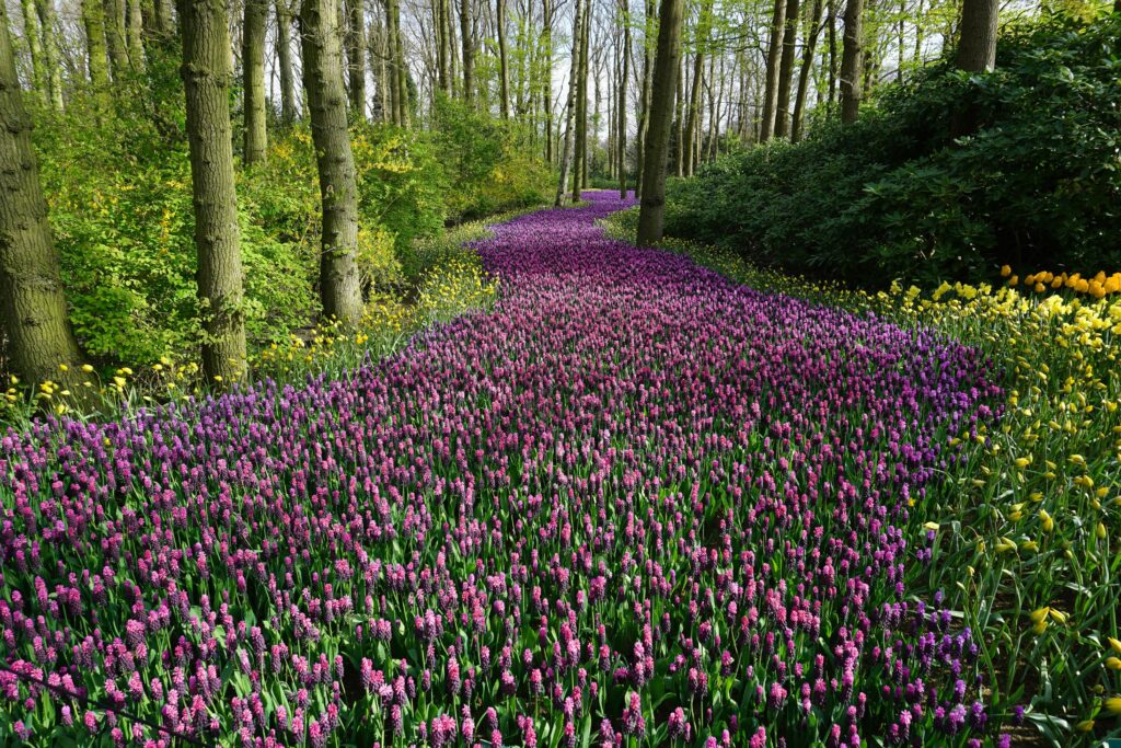A vibrant pathway through blooming spring flowers in a serene woodland.