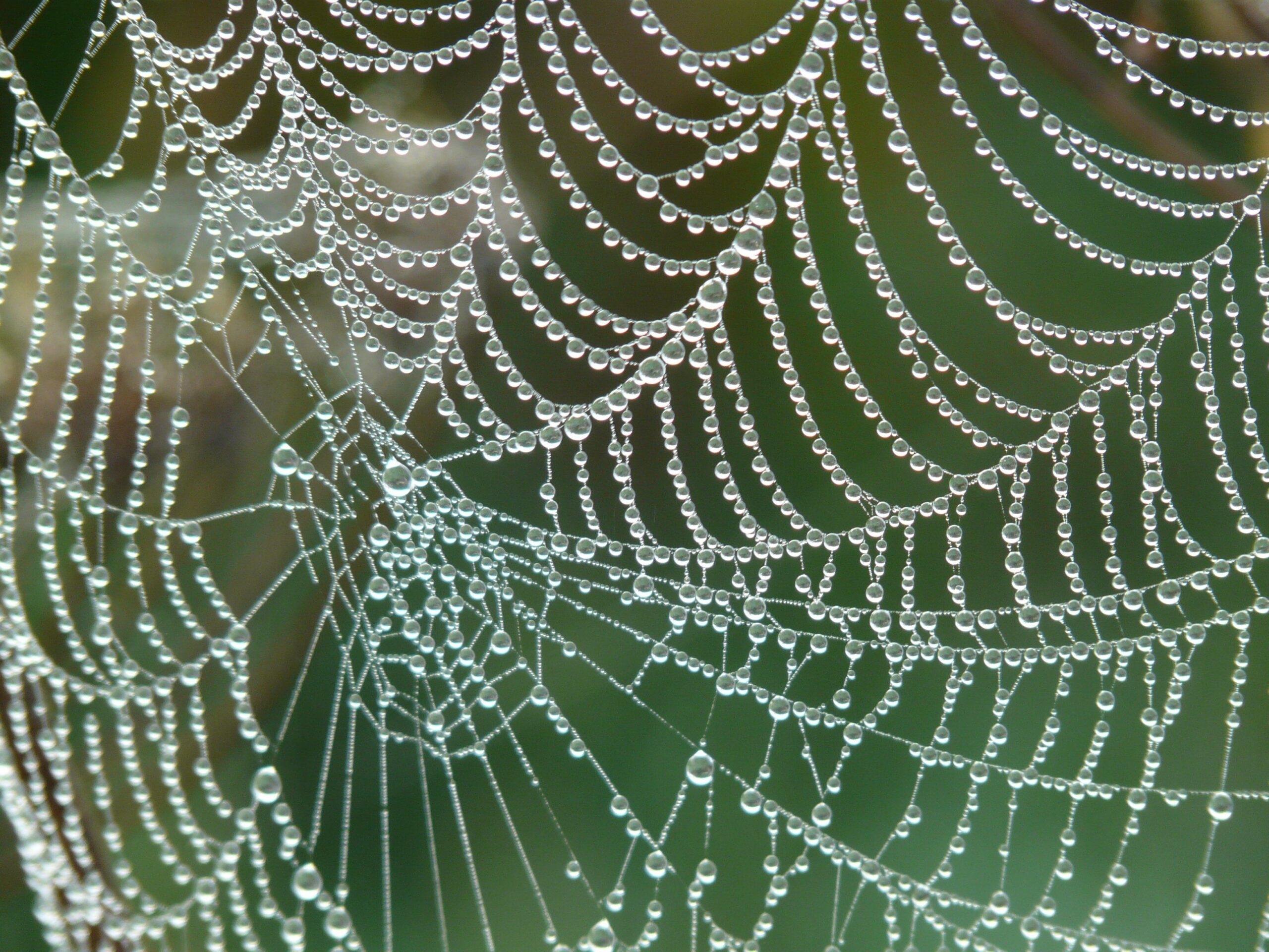 Close-up of a spider web adorned with sparkling dew drops against a blurred background.