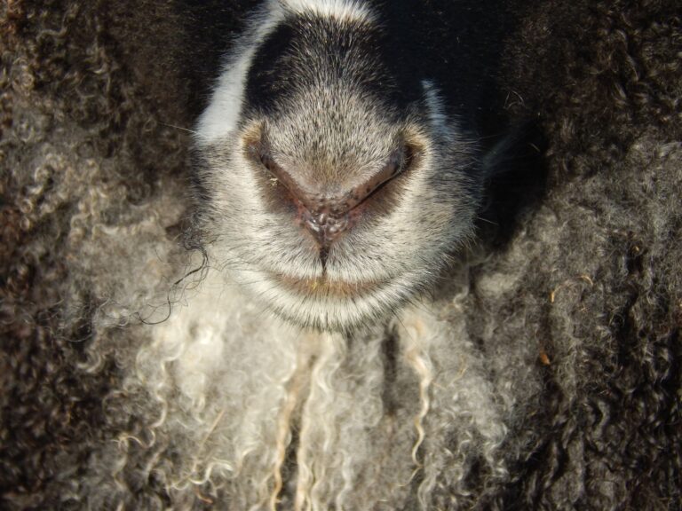 Detailed close-up of a woolly sheep's nose and fur texture.