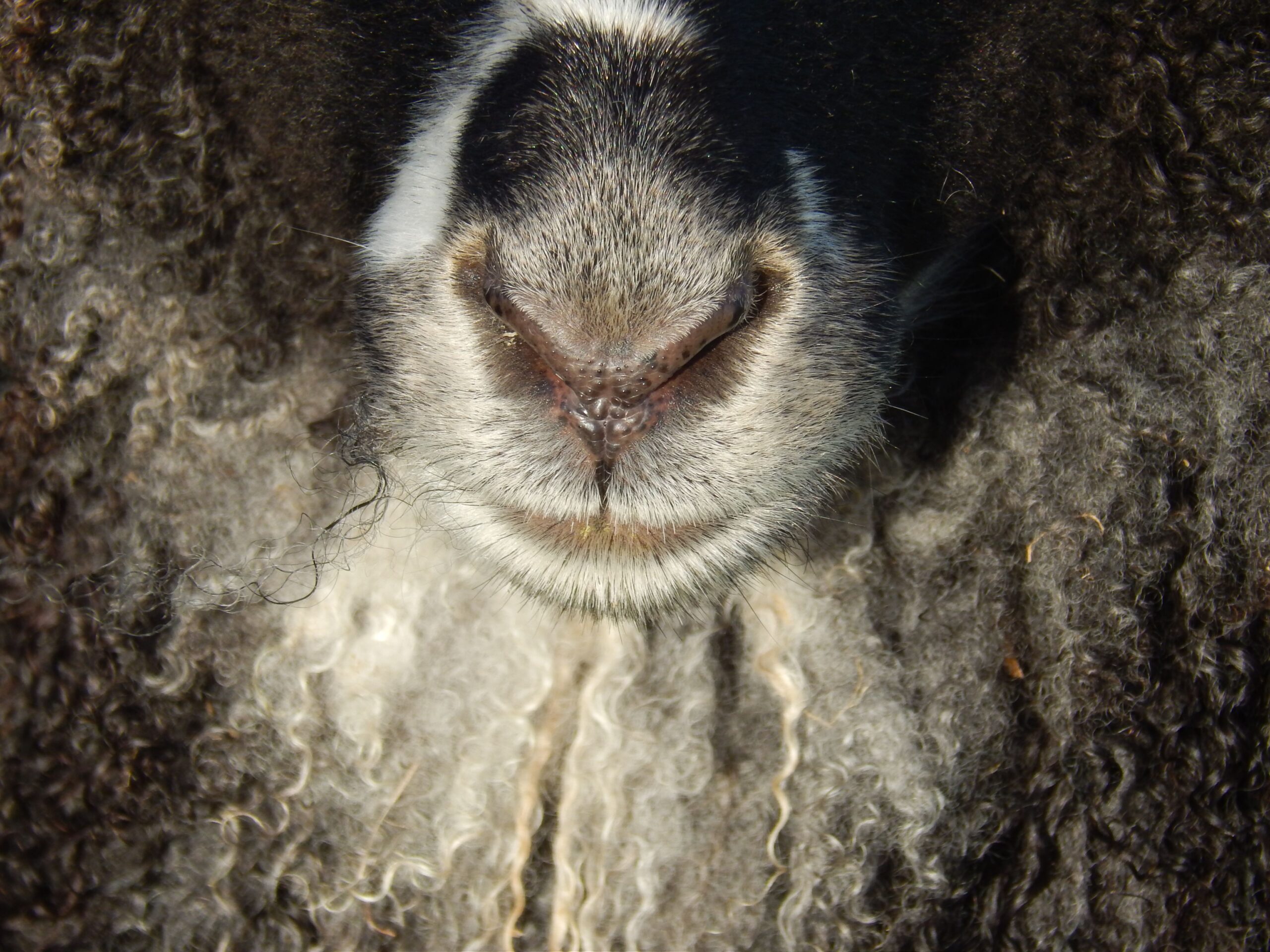 Detailed close-up of a woolly sheep's nose and fur texture.
