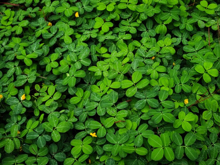 A lush green clover patch with dewdrops, showcasing natural freshness and vitality.