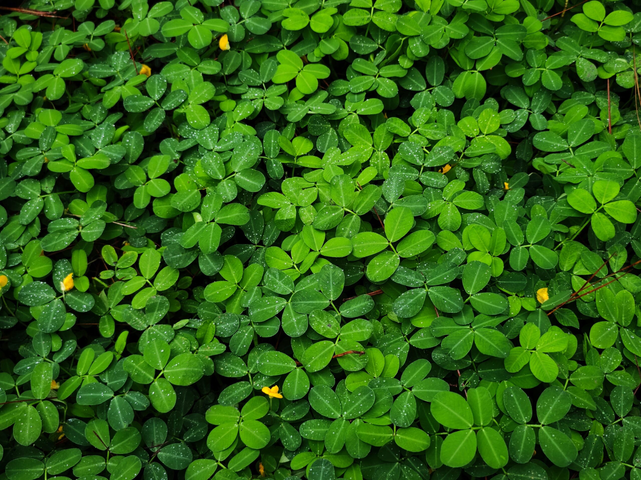 A lush green clover patch with dewdrops, showcasing natural freshness and vitality.